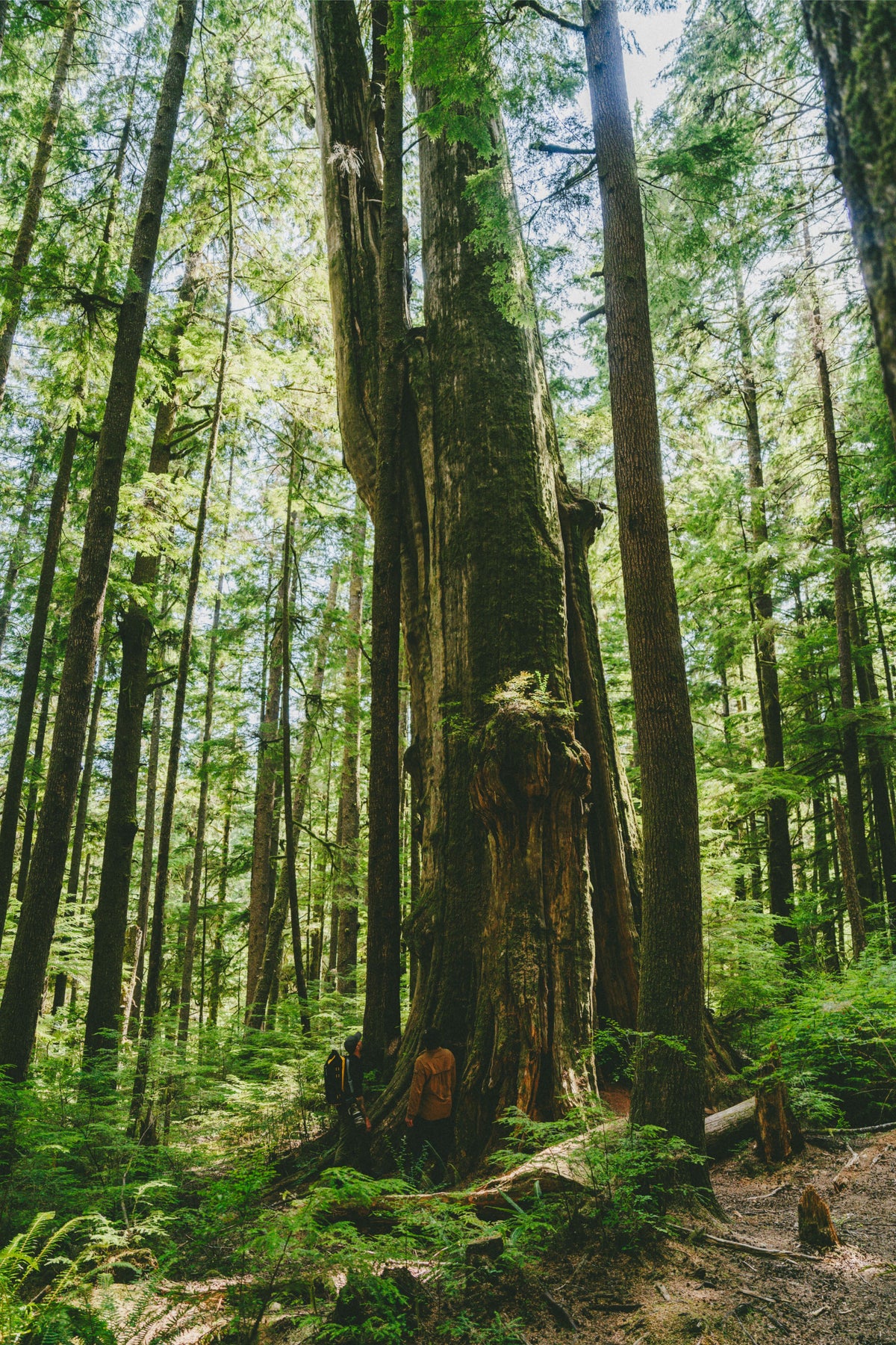 Aus Abschied wird ein Denkmal, das 2 m² Urwald für immer beschützt.